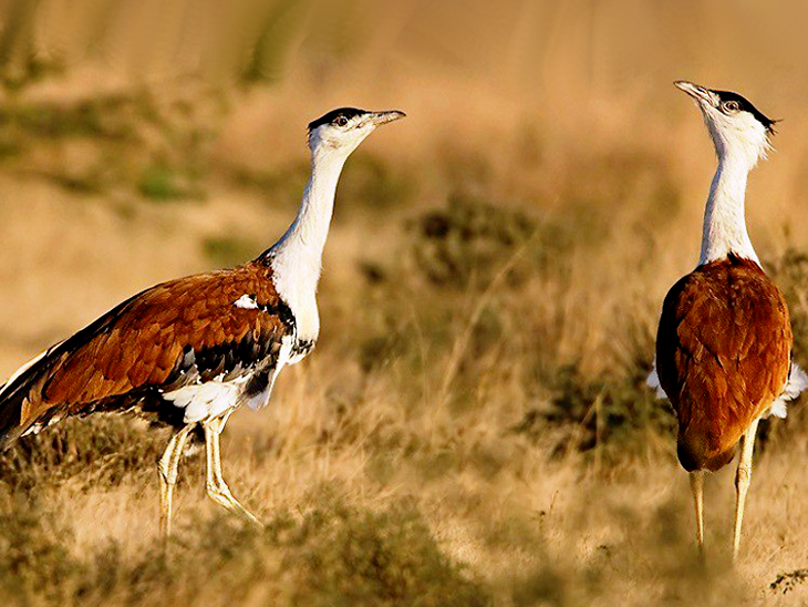 Ghatigaon Wildlife Sanctuary